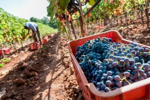 Pacchetto Experience “Harvest Day”