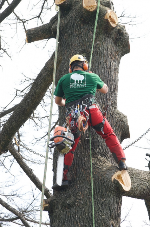 Tree climbing, abbattimento e potatura alberi ad alto fusto