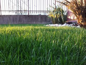 Operazioni manutentive personalizzate per aree verdi