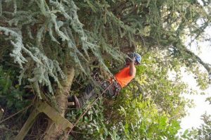 Consolidamento delle piante e perizie agronomiche