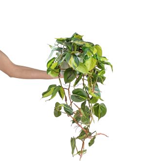 Philodendron scandens