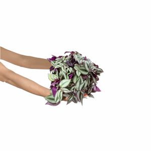 Tradescantia zebrina