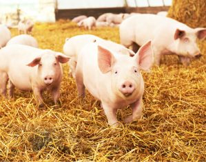 Allevamento Suini