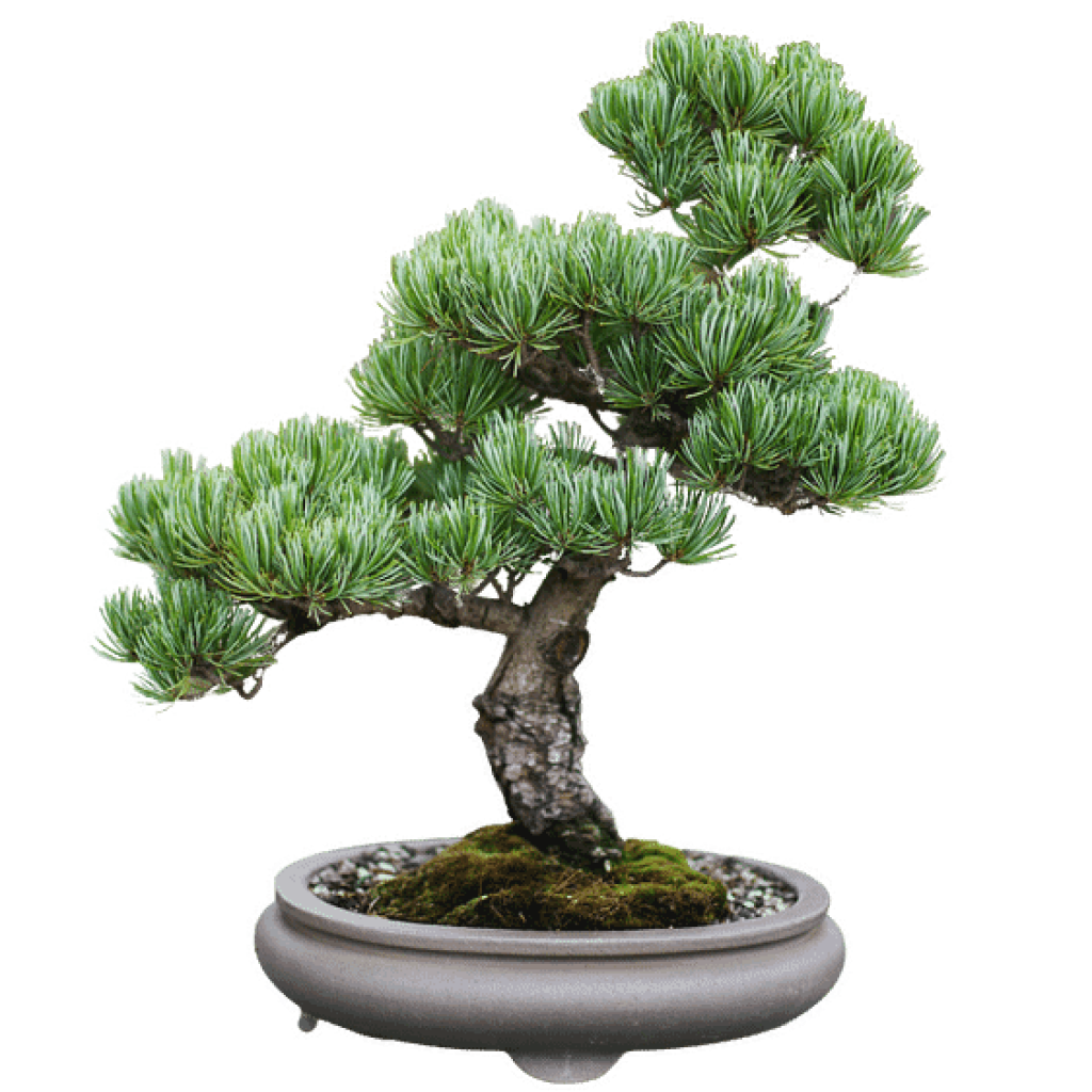 Bonsai RIAVW