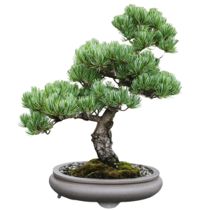 Bonsai