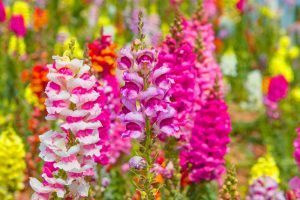 Antirrhinum