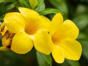 Allamanda