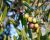 Ottobre: tempo di olive e olio nuovo