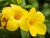 Allamanda