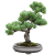 Bonsai